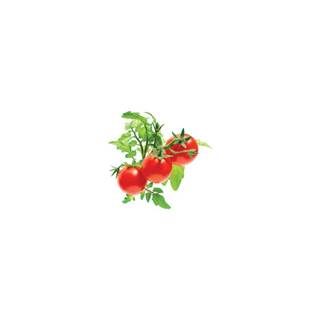 Click and Grow mini rajčiny,  kapsule so semienkami a substrátom 3ks